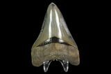 Serrated, 3.30" Fossil Megalodon Tooth - Glossy Enamel - #129434-2